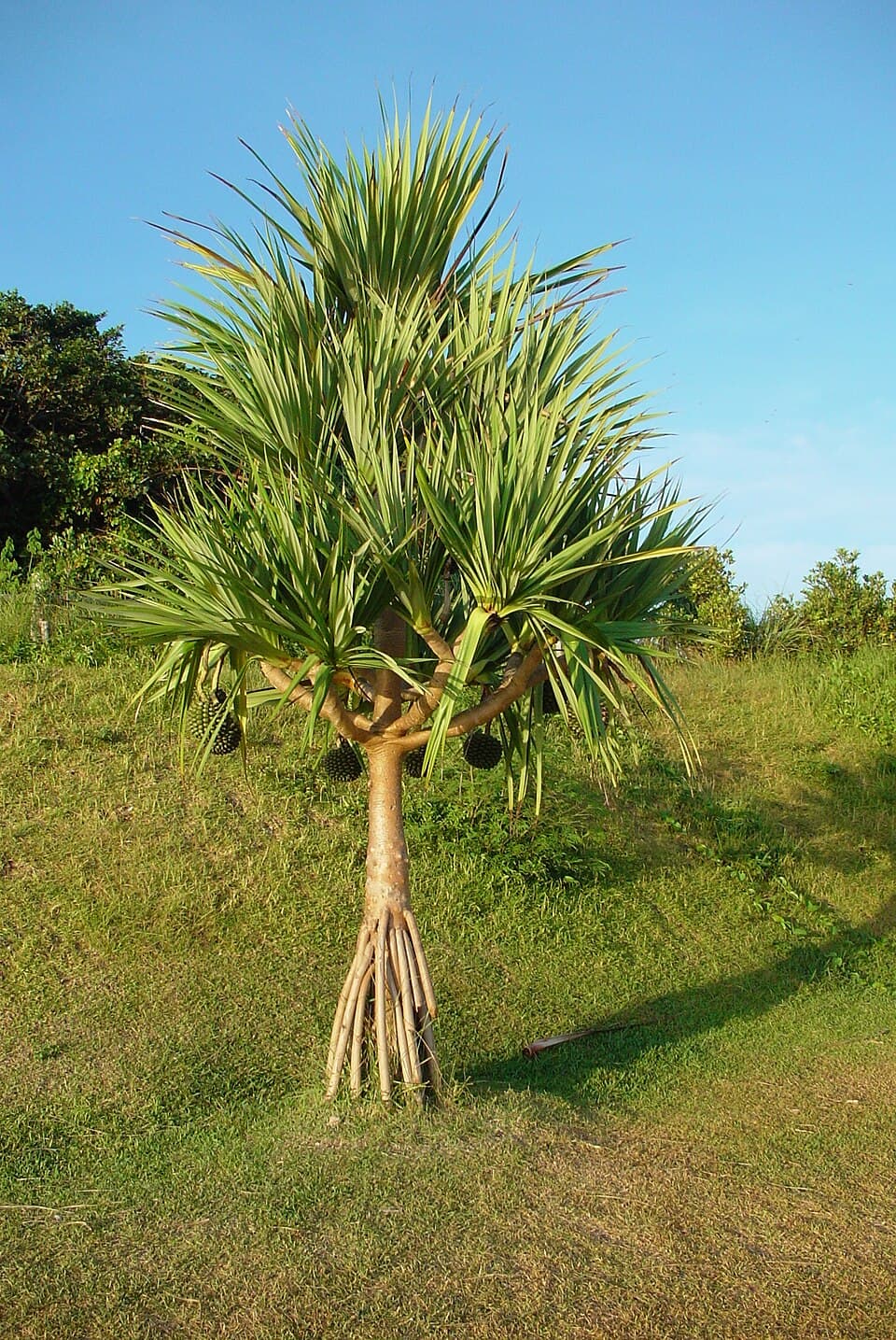A tree with long narrow leaves and prop roots standing on grassland under a blue sky