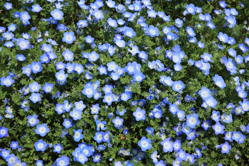 青い亜麻の花