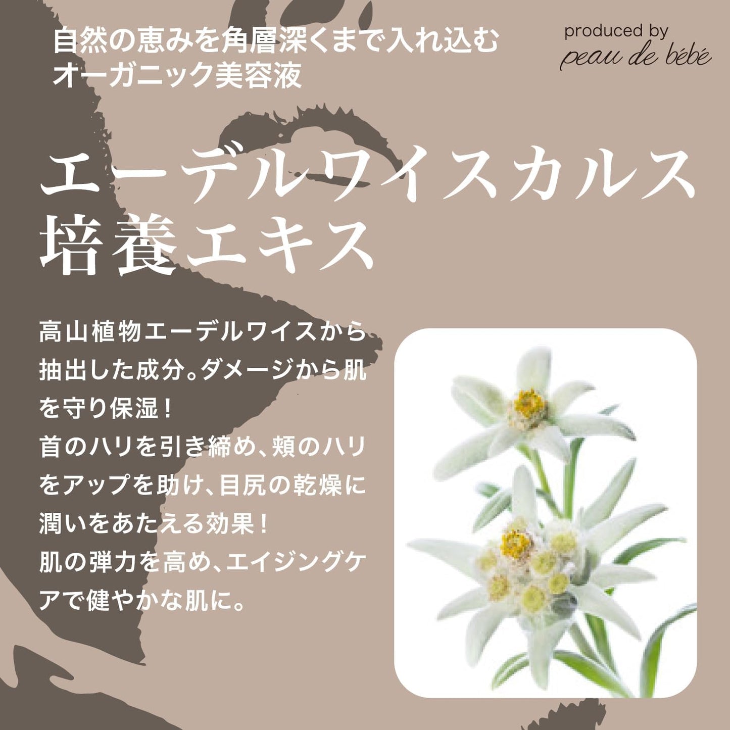 板野友美Produce オーガニックスキンケアセット「cici」